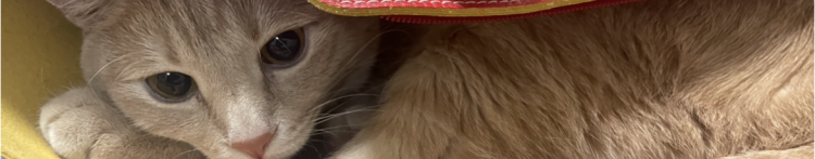 nekokaさんのホーム
