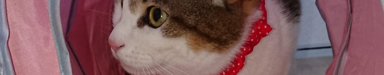 じぇまねさんのホーム