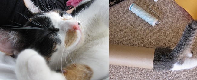 munyunekoさんのホーム