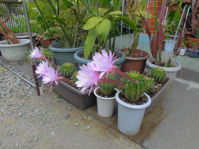 金のなる木さんのホーム