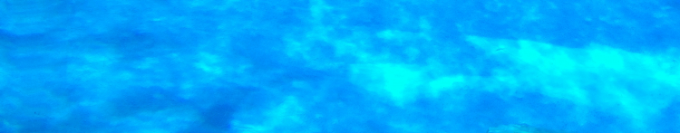 グスタフさんのホーム