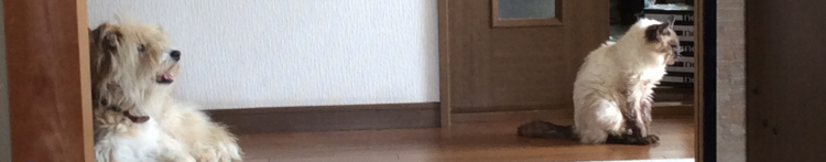 マル子ちゃんさんのホーム