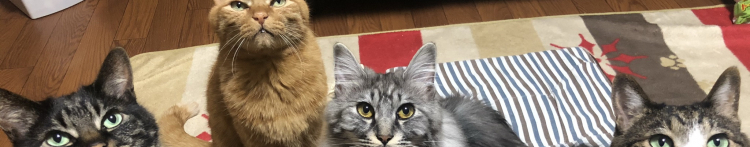 もけけたろうさんのホーム