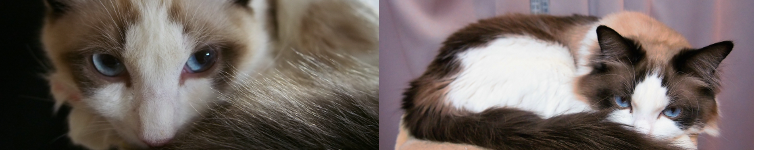 ランランのパパさんのホーム