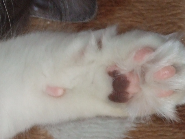 ちゃちゃさんのホーム