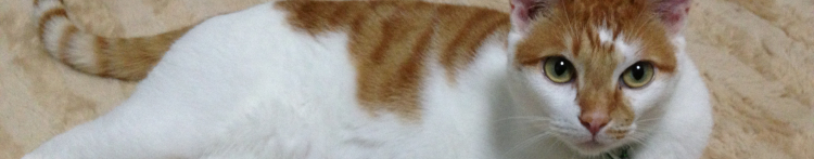 おちゃこねこさんのホーム