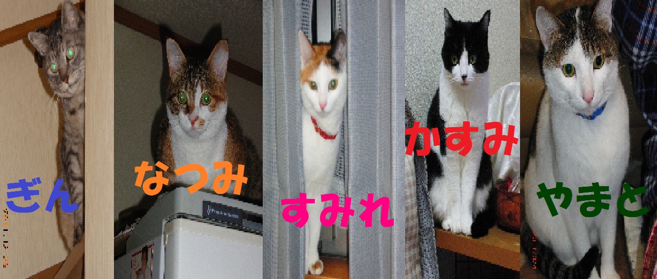 おかっちさんのホーム