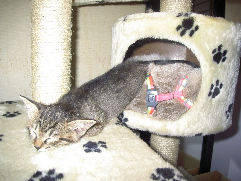 フィフィさんのホーム