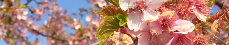 まるめがねゆめのさんのホーム