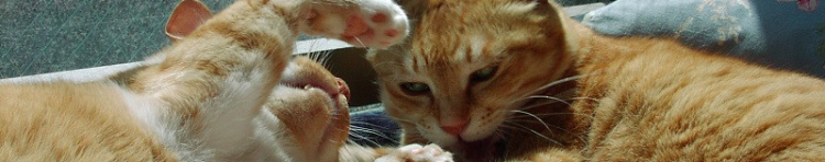 momonosukeさんのホーム