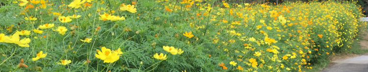 NEKOの家の主さんのホーム