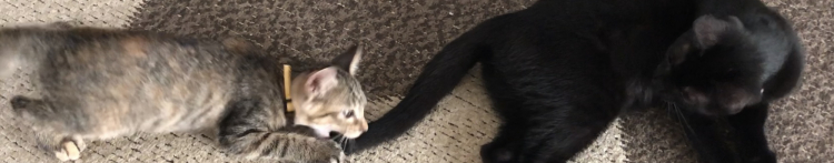 みんこむしさんのホーム