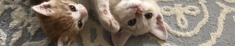 くーなかなかさんのホーム