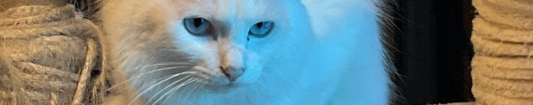 ニアニアさんのホーム