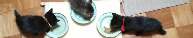 オオバンさんのホーム