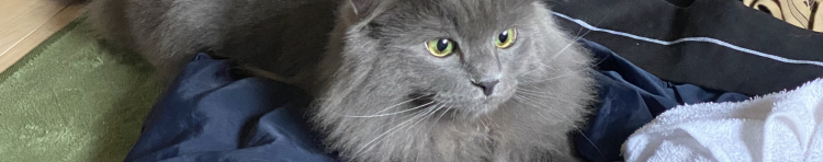 まりさばさんのホーム