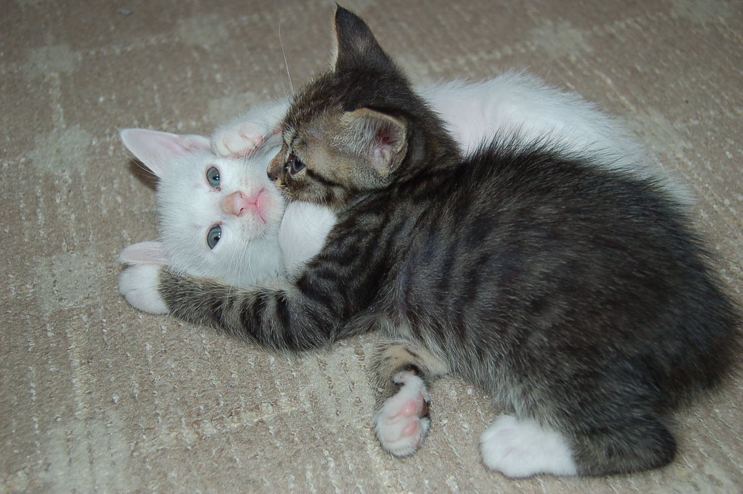 はぐれタヌキさんのホーム