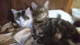 tamamayuさんのホーム