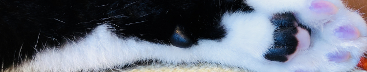 北崎ぷっちょさんのホーム