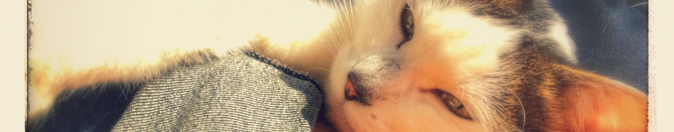 suppinさんのホーム