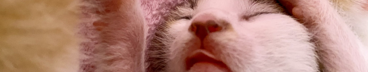 猫の幼稚園さんのホーム