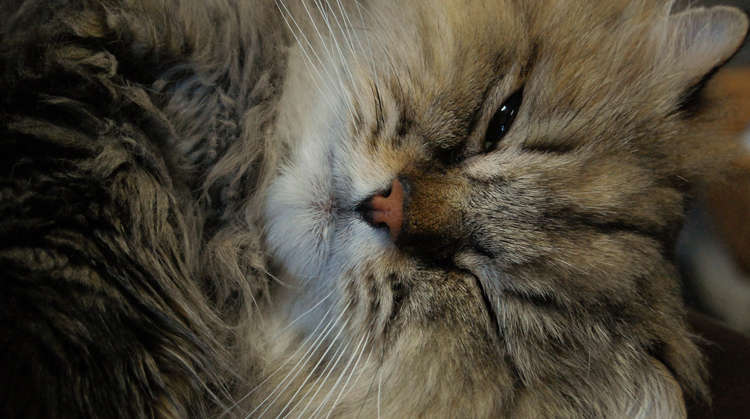 やすちっぷさんのホーム