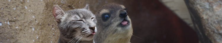 麻猫さんさんのホーム