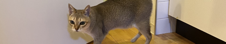 ミュウちゃんmamaさんのホーム