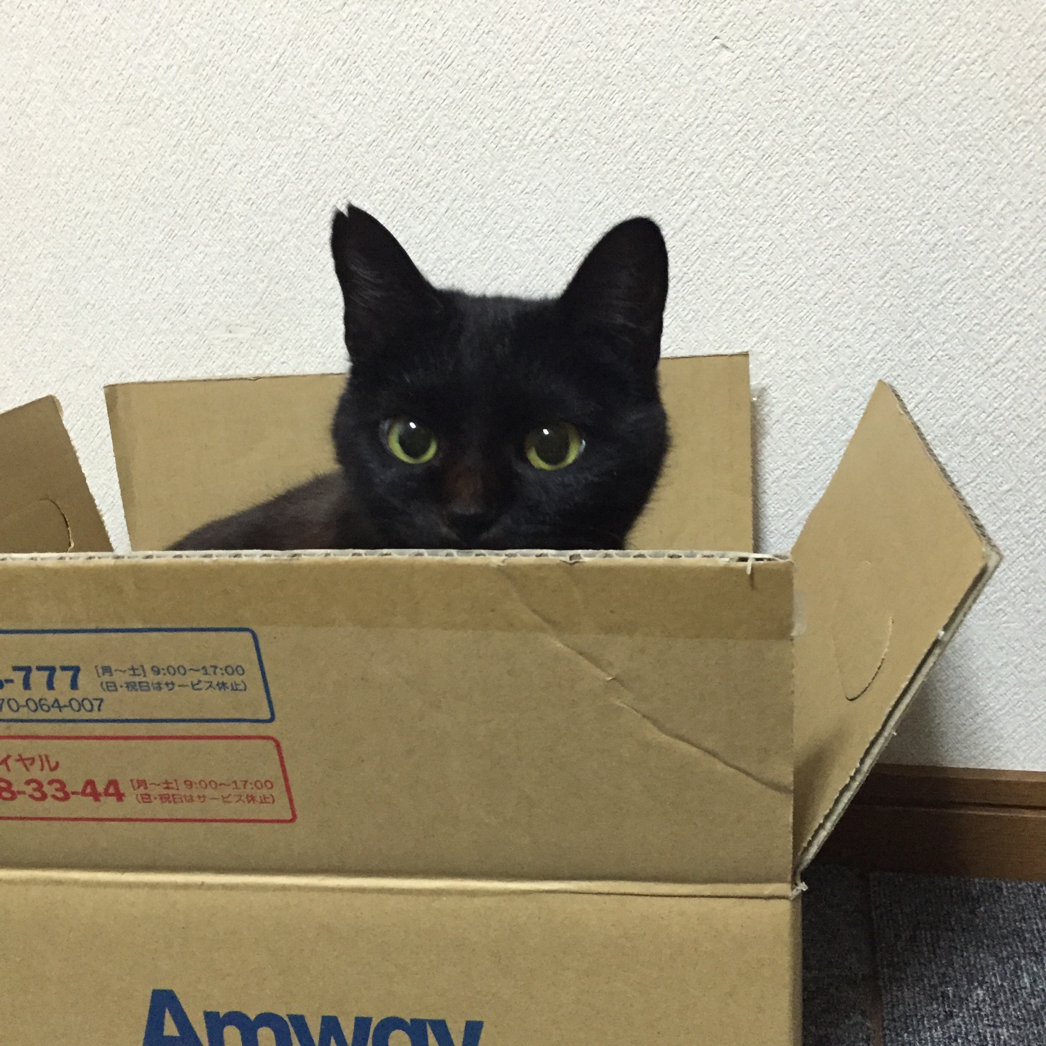 クロネコジジの宅急便さんのホーム