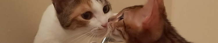 きーそまさんのホーム