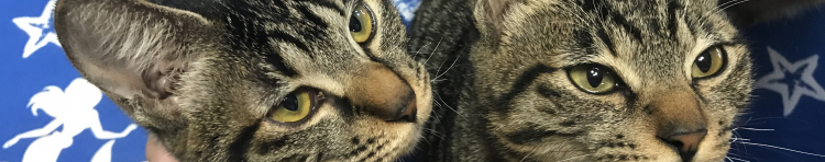 あっこっこっこさんのホーム