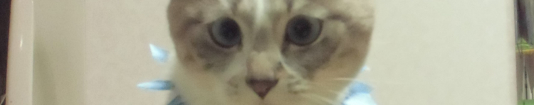 しゃむねこさんのホーム