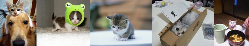 ぬこのこさんのホーム