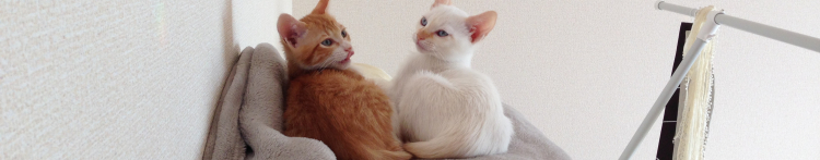 みたらし壱子さんのホーム