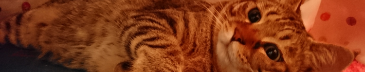 ななどんさんのホーム