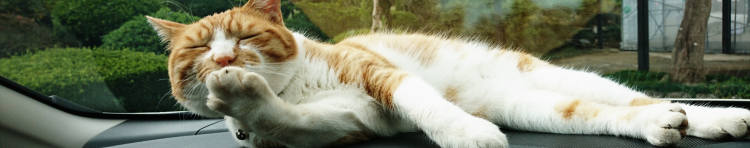 ちゃーたんさんのホーム