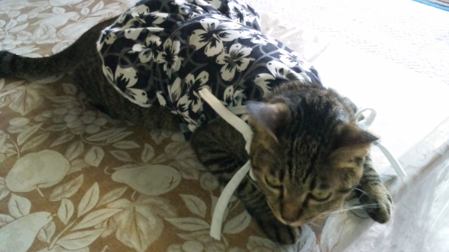 natsukokoさんのホーム