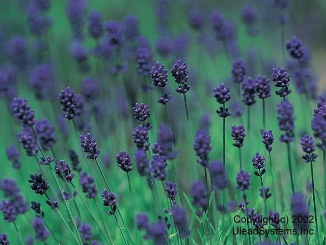 コッコさんのホーム