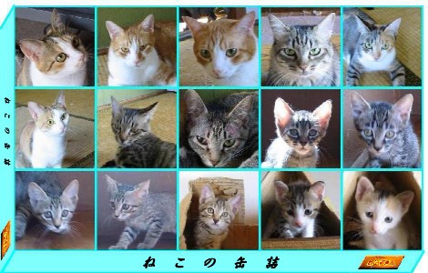 ブタねこタムさんのホーム