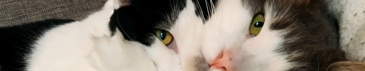 花わたあめさんのホーム