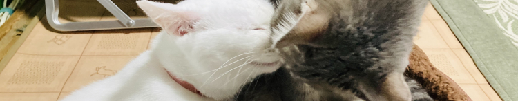 あずき餅さんのホーム