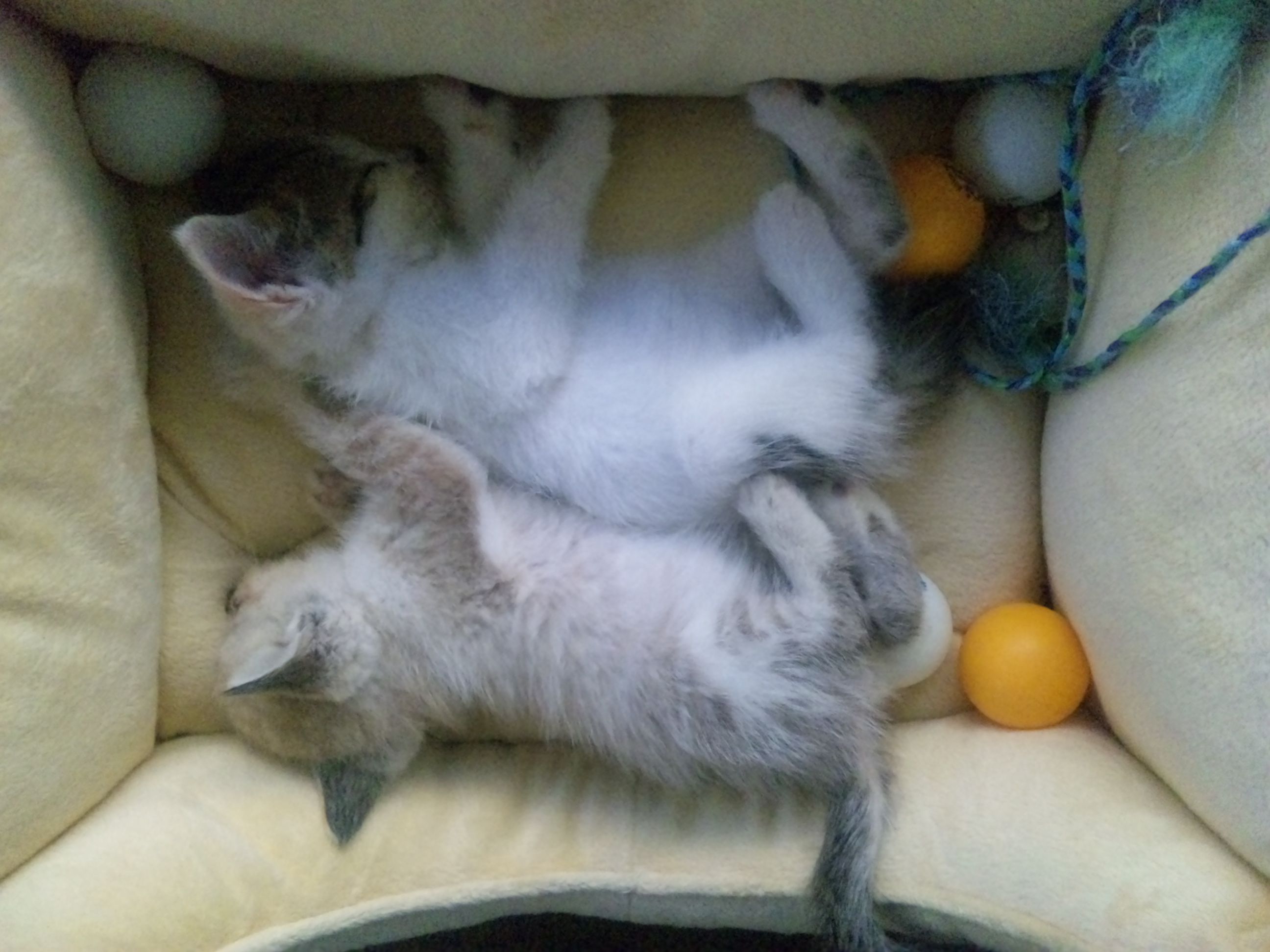 にゃ～ごさんのホーム