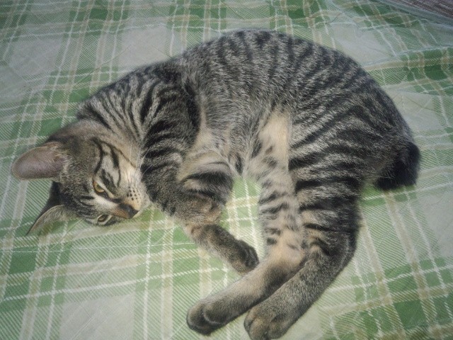 空飛ぶ鯨さんのホーム