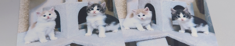 ことみ　さんのホーム