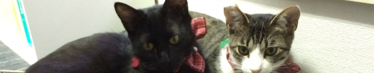 ３本脚まさるさんのホーム