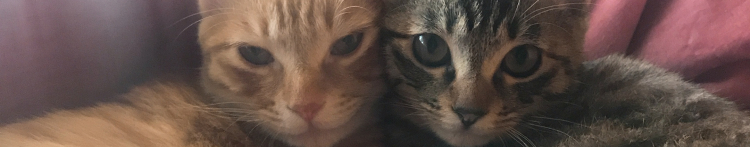 Rumさんのホーム