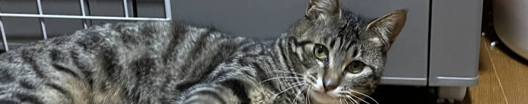 ひすいにゃんさんのホーム