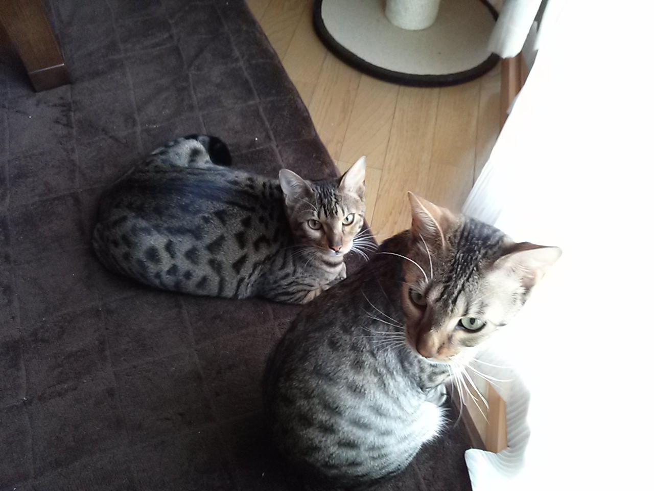 あきようとうこさんのホーム