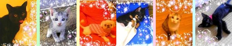 mococoさんのホーム