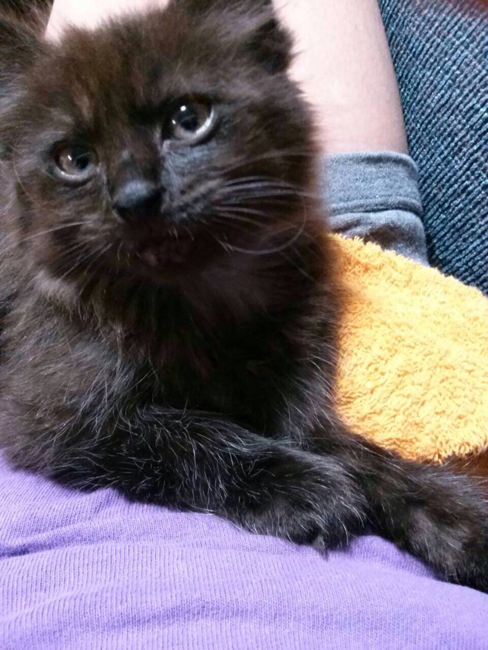 あしゅまろさんのホーム